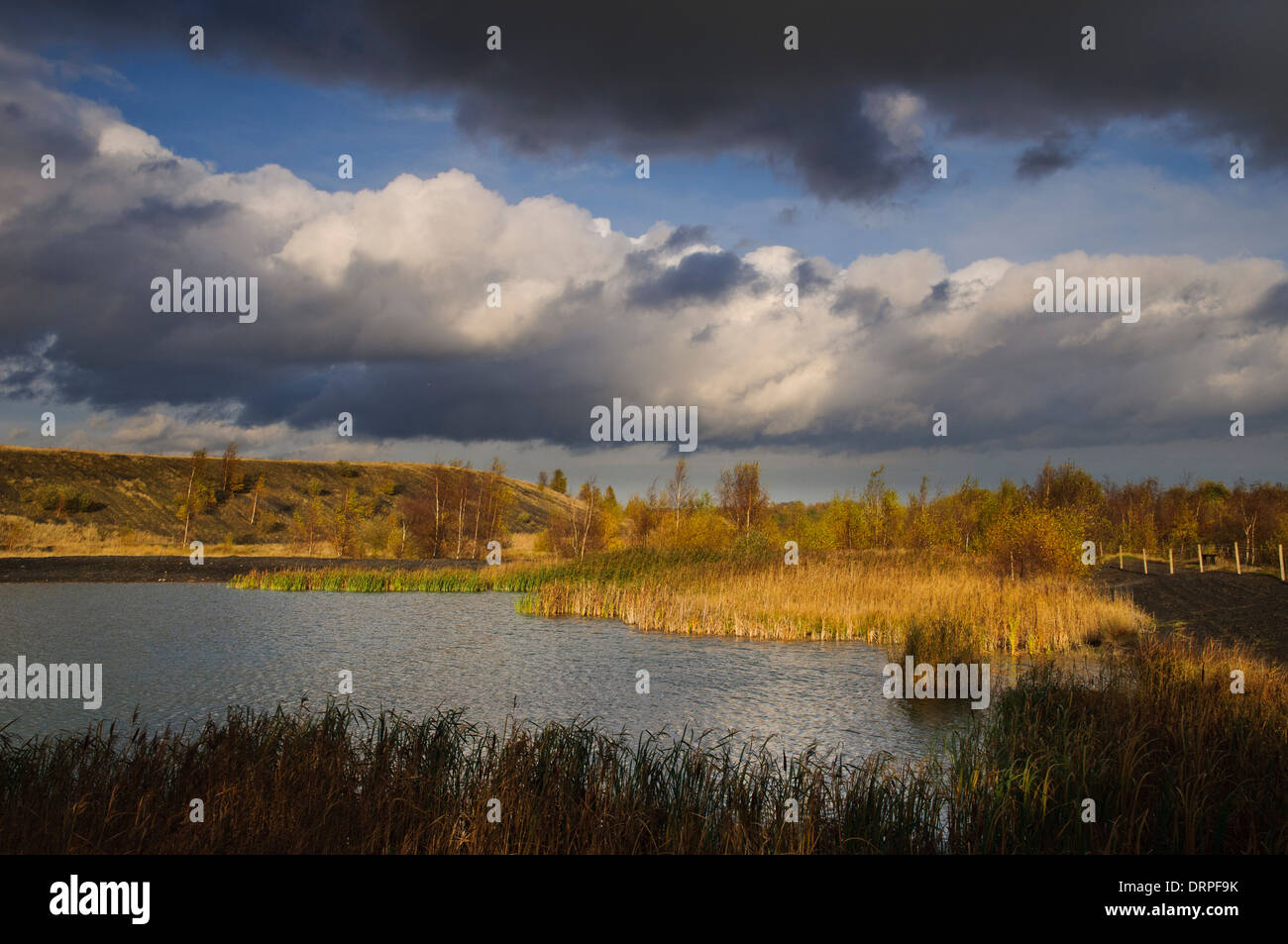 Zona umida e habitat reedbed a RSPB Fairburn Ings, Castleford, West Yorkshire. Novembre. Foto Stock