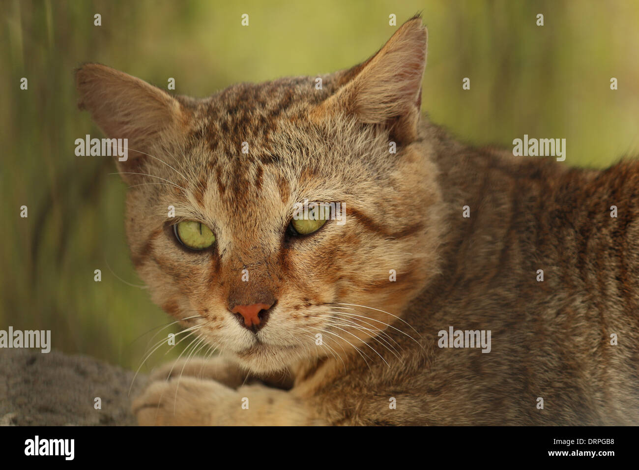 Gatto con gli occhi verdi Foto Stock