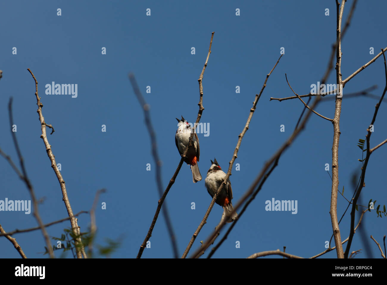 Due uccelli seduto su una struttura ad albero Foto Stock