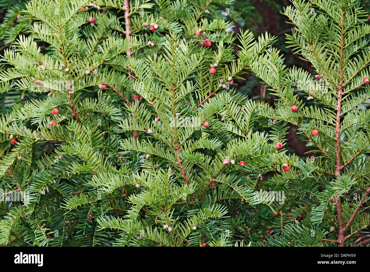 Inglese yew (Taxus baccata). Foto Stock