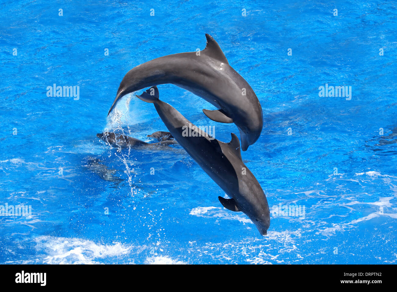 I delfini jumping Foto Stock