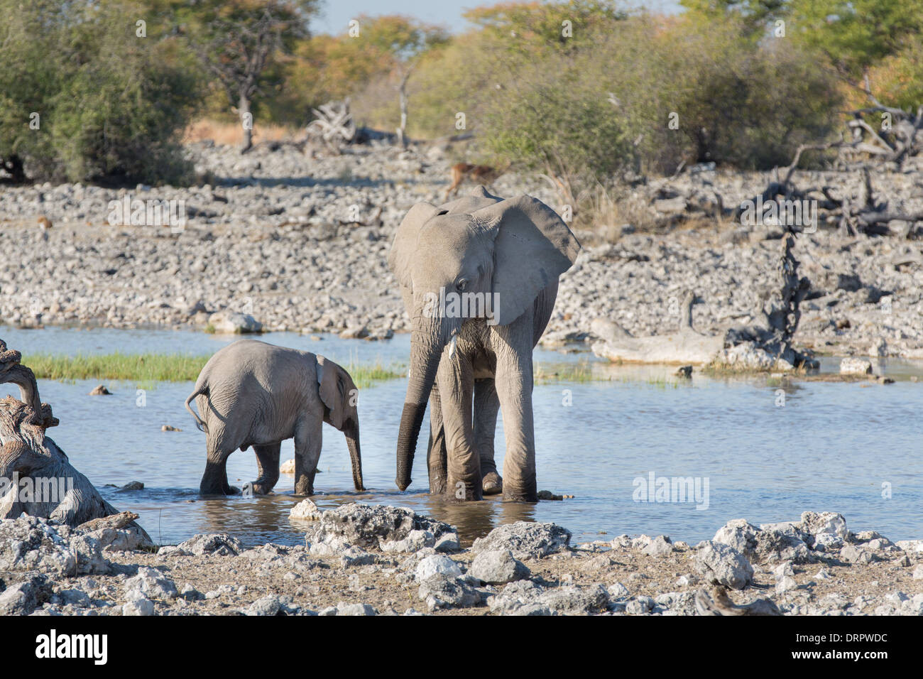 Elefanti in Etosha Foto Stock