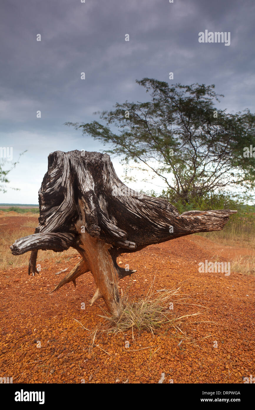 Albero secco e suoli erosi in Sarigua National Park (deserto) nella provincia di Herrera, Repubblica di Panama. Foto Stock