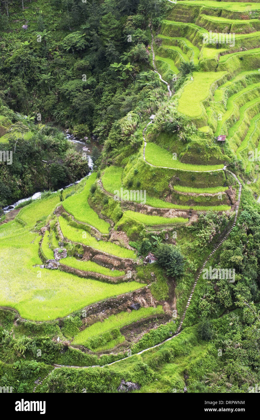 Terrazze di riso di Banaue nelle Filippine. Foto Stock