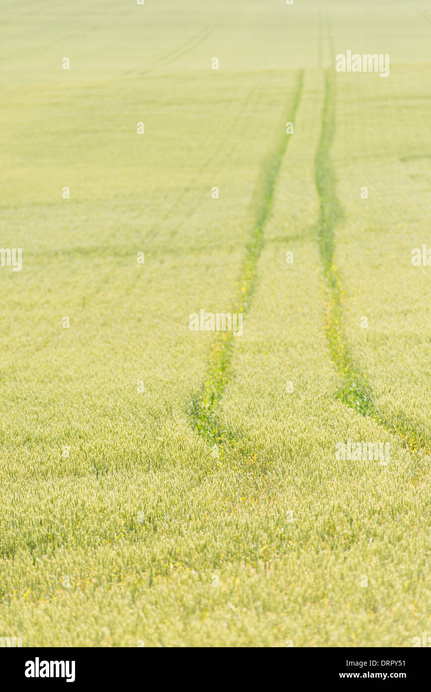 Terreni agricoli con campo di grano, Svezia Foto Stock