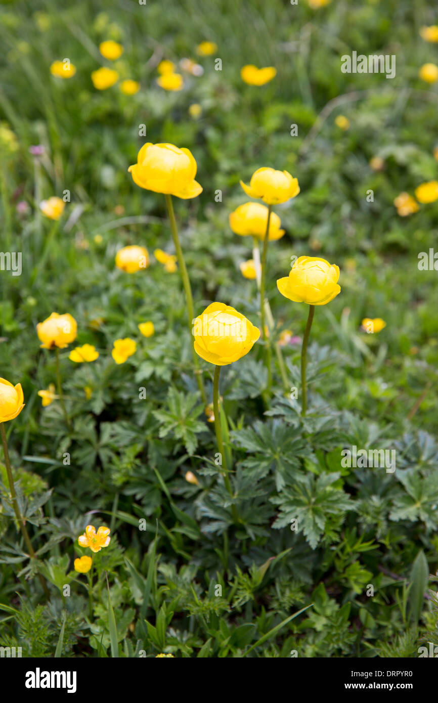 Fiori selvatici alpini - giallo Globeflower, Trollius europaeus in pendenza di prato sotto le Alpi svizzere, Svizzera Foto Stock