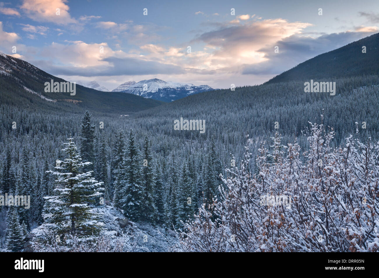 Neve spolverata foresta di pini nelle Montagne Rocciose Canadesi, il Parco Nazionale di Banff, Alberta, Canada. Foto Stock