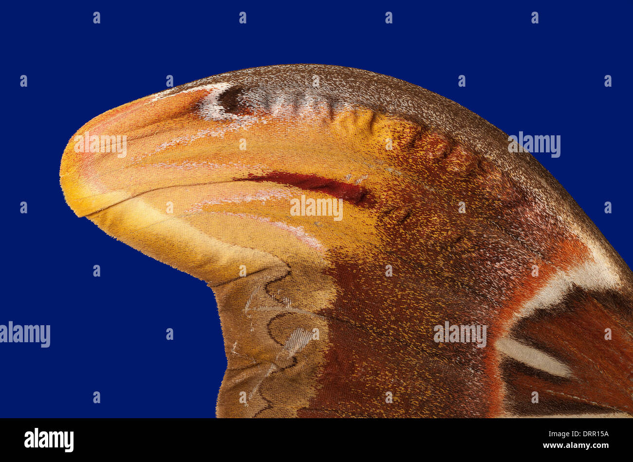 Attacus atlas: vista della retromarcia del parafango destro Foto Stock Attacus atlas: vista della retromarcia del parafango destro Foto Stock