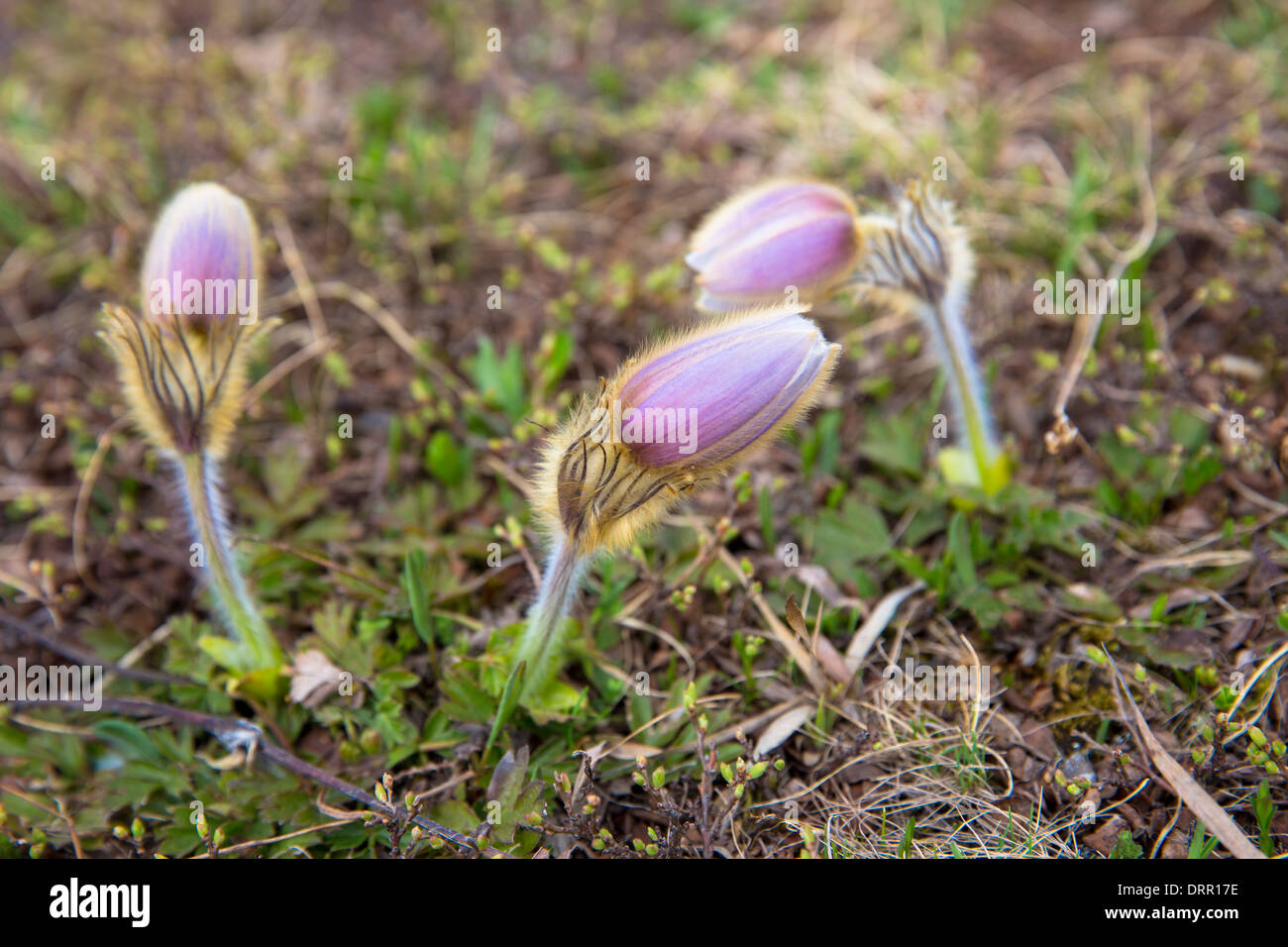 Millefiori alpini, Pasqueflower, sotto le Alpi svizzere, Svizzera Foto Stock