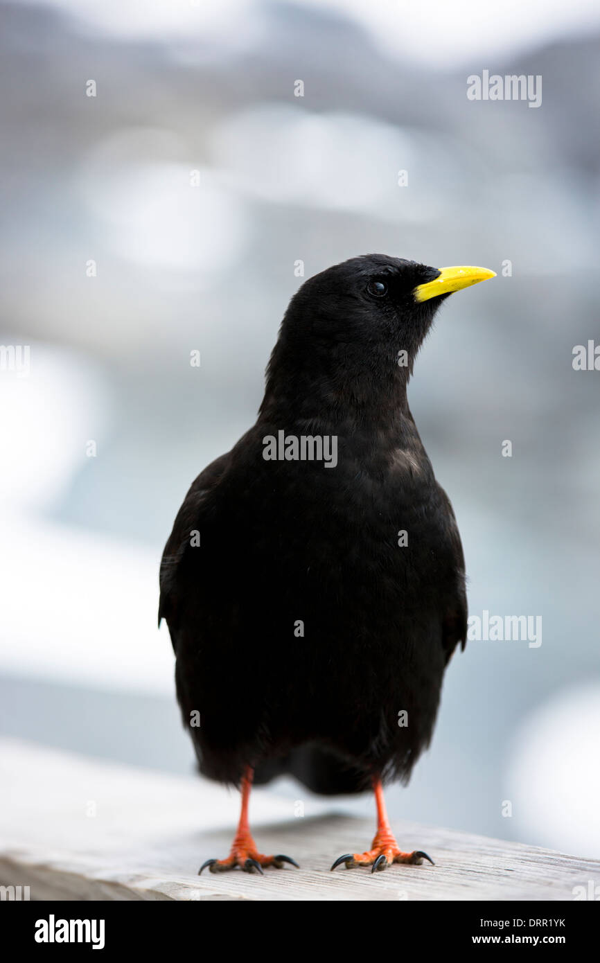 Gracchio alpino, Pyrrhocorax graculus, o giallo-fatturati gracchio corallino bird nelle Alpi Svizzere dall'Eiger Oberland Bernese, Svizzera Foto Stock