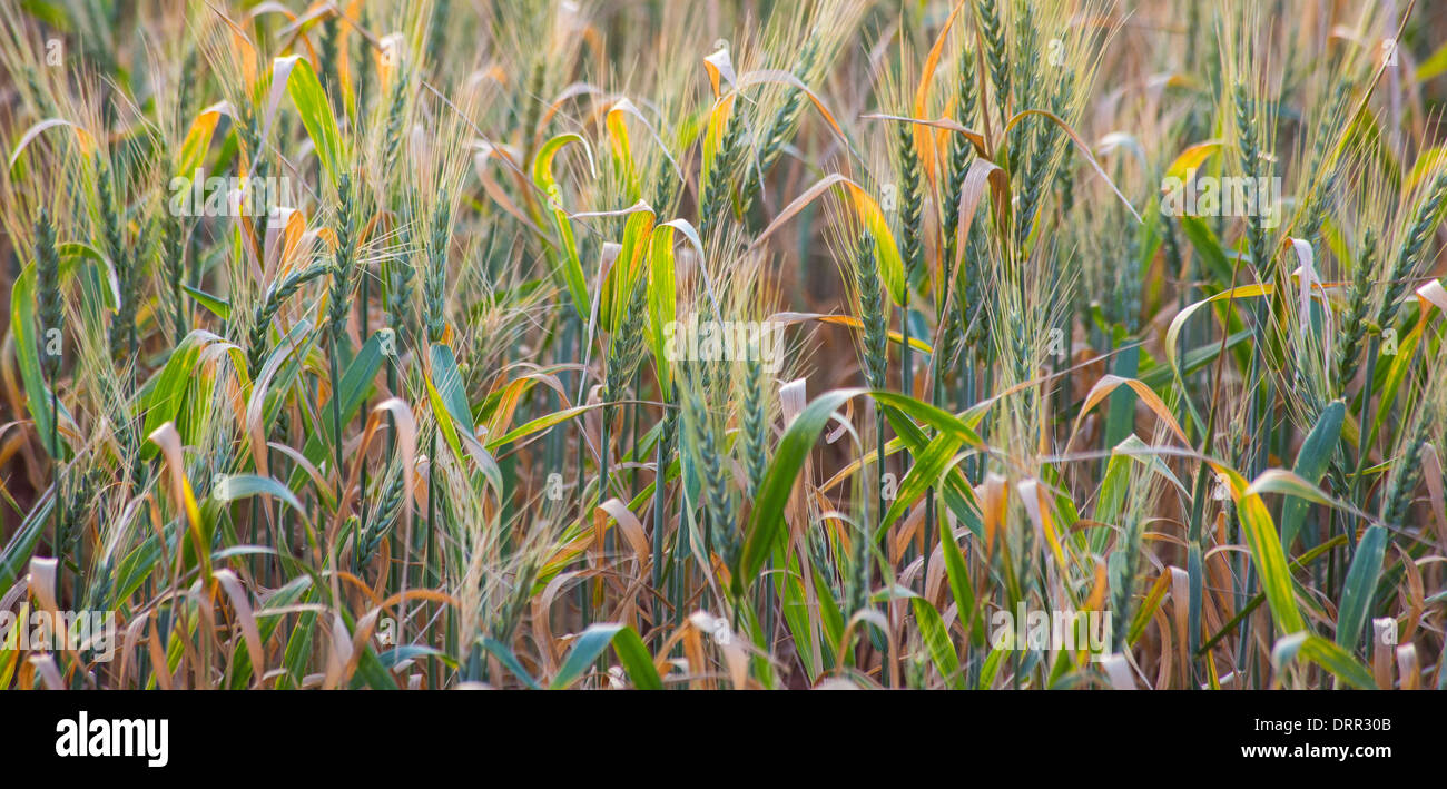 Il grano in un campo di luce calda del pomeriggio, vicino Griffith, NSW, Australia Foto Stock