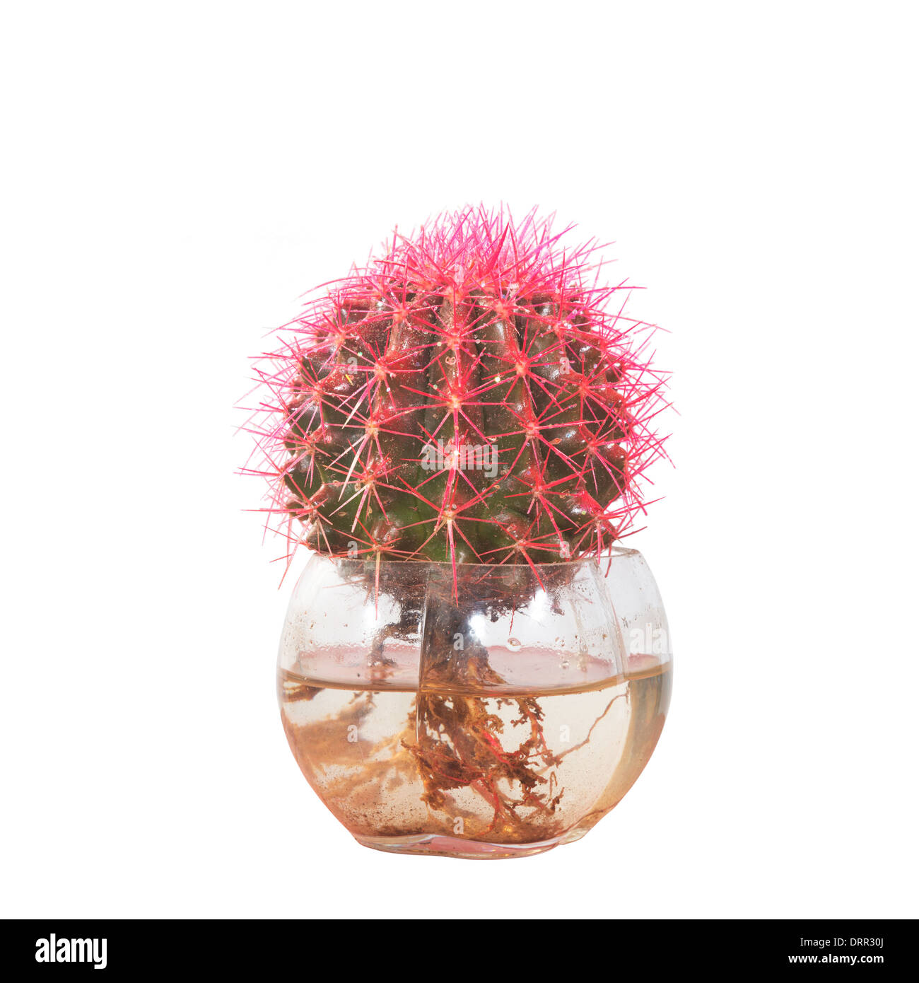 Piante in vaso isolato in bianco per lo sfondo Foto Stock