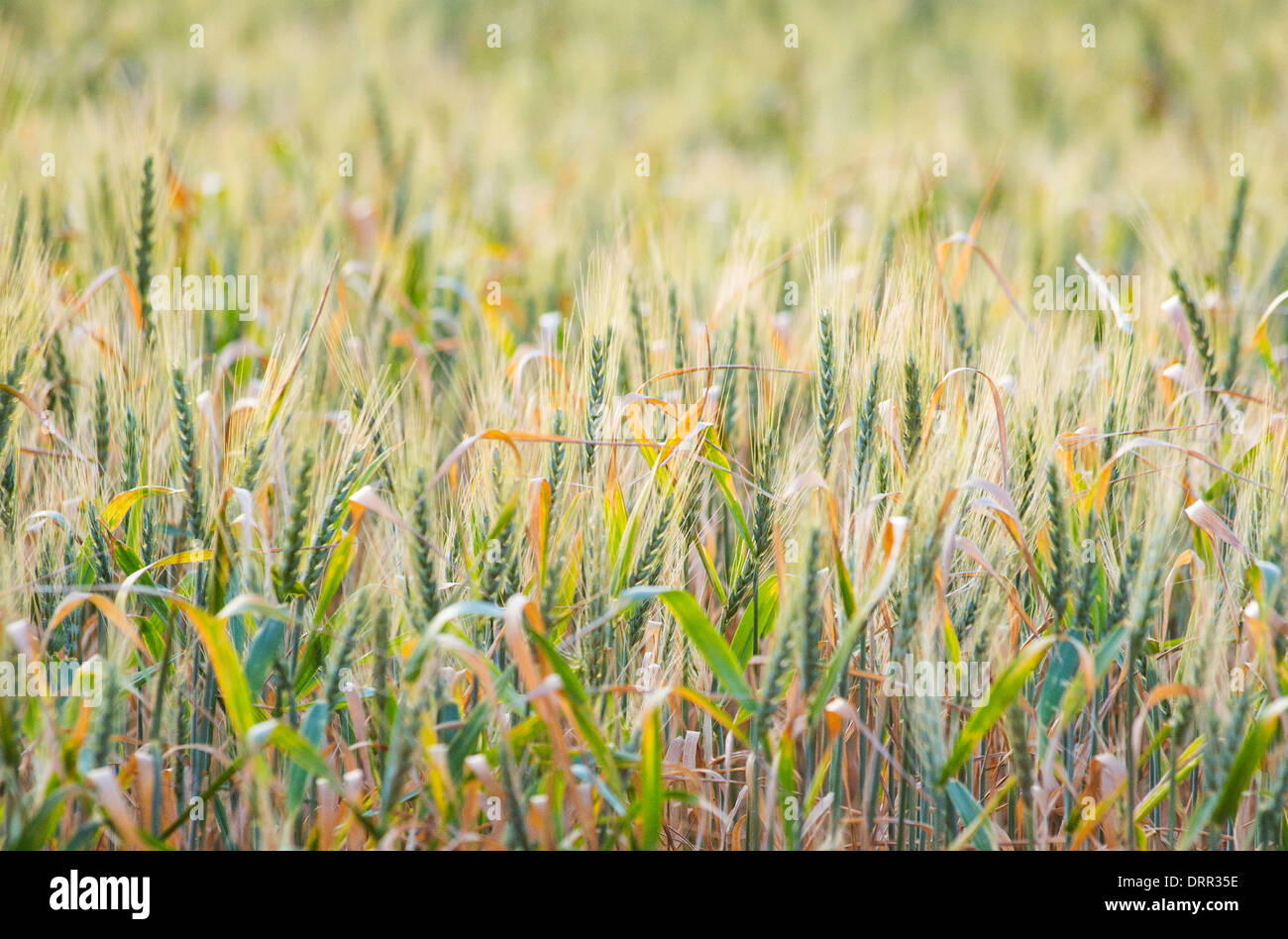 Il grano in un campo di luce calda del pomeriggio, vicino Griffith, NSW, Australia Foto Stock