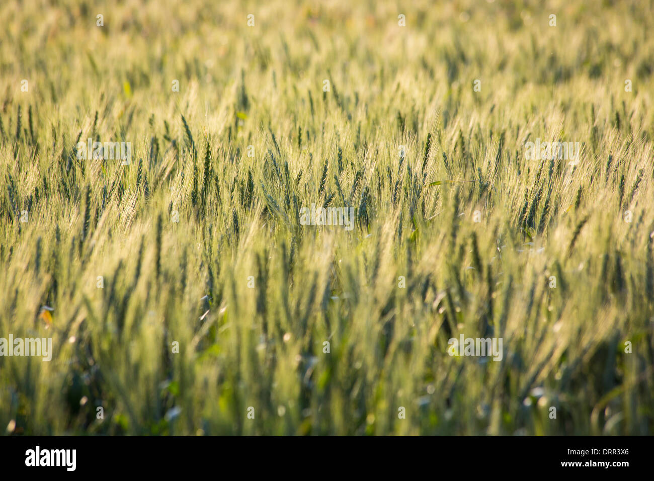 Il grano in un campo di luce calda del pomeriggio, vicino Griffith, NSW, Australia Foto Stock