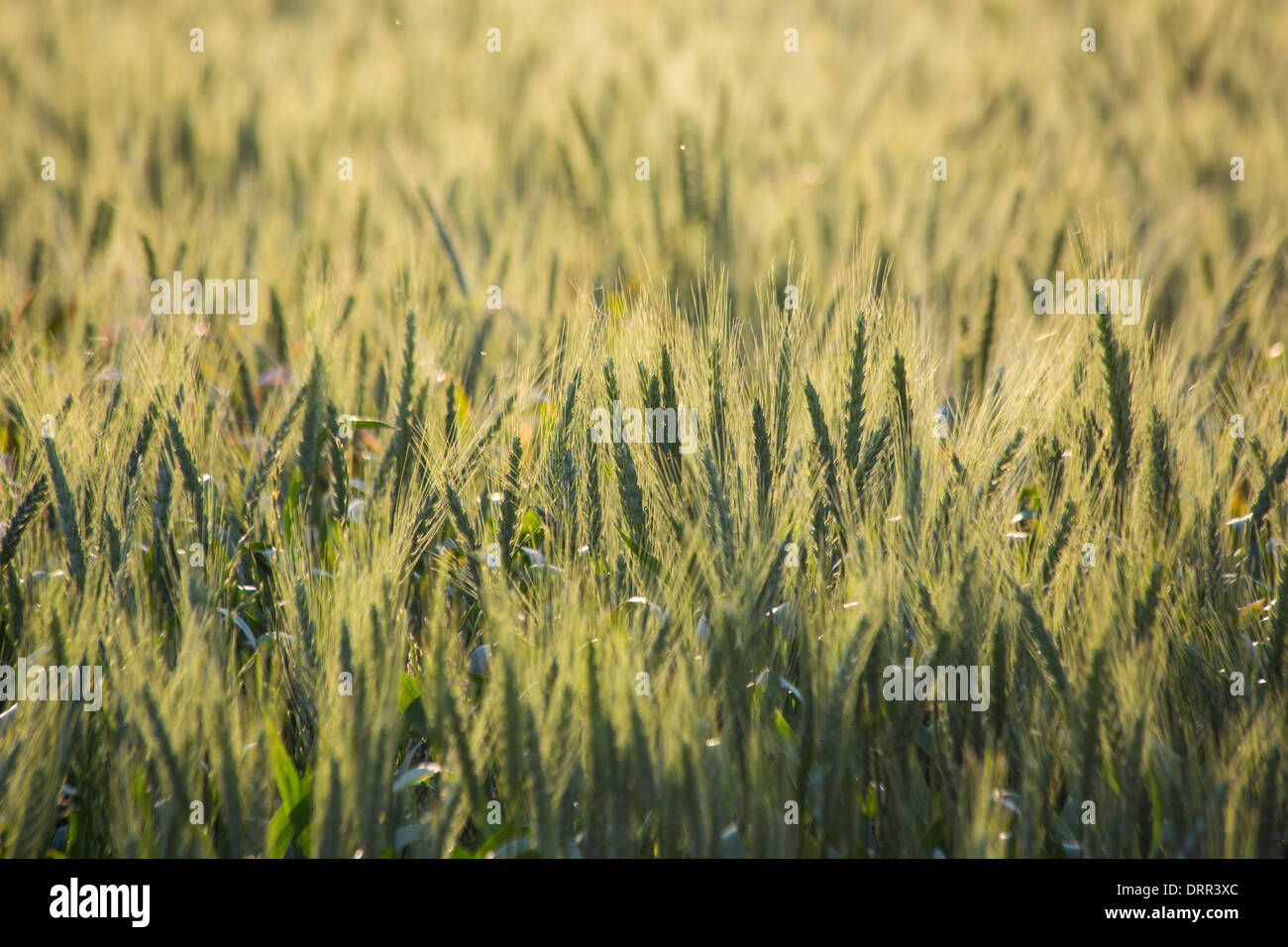Il grano in un campo di luce calda del pomeriggio, vicino Griffith, NSW, Australia Foto Stock