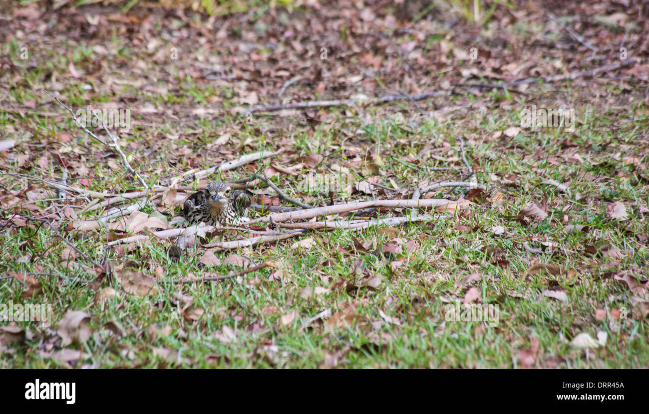 Mimetizzati Bush in pietra, curlew Burhinus grallarius, seduto su un nido, Queensland, Australia Foto Stock