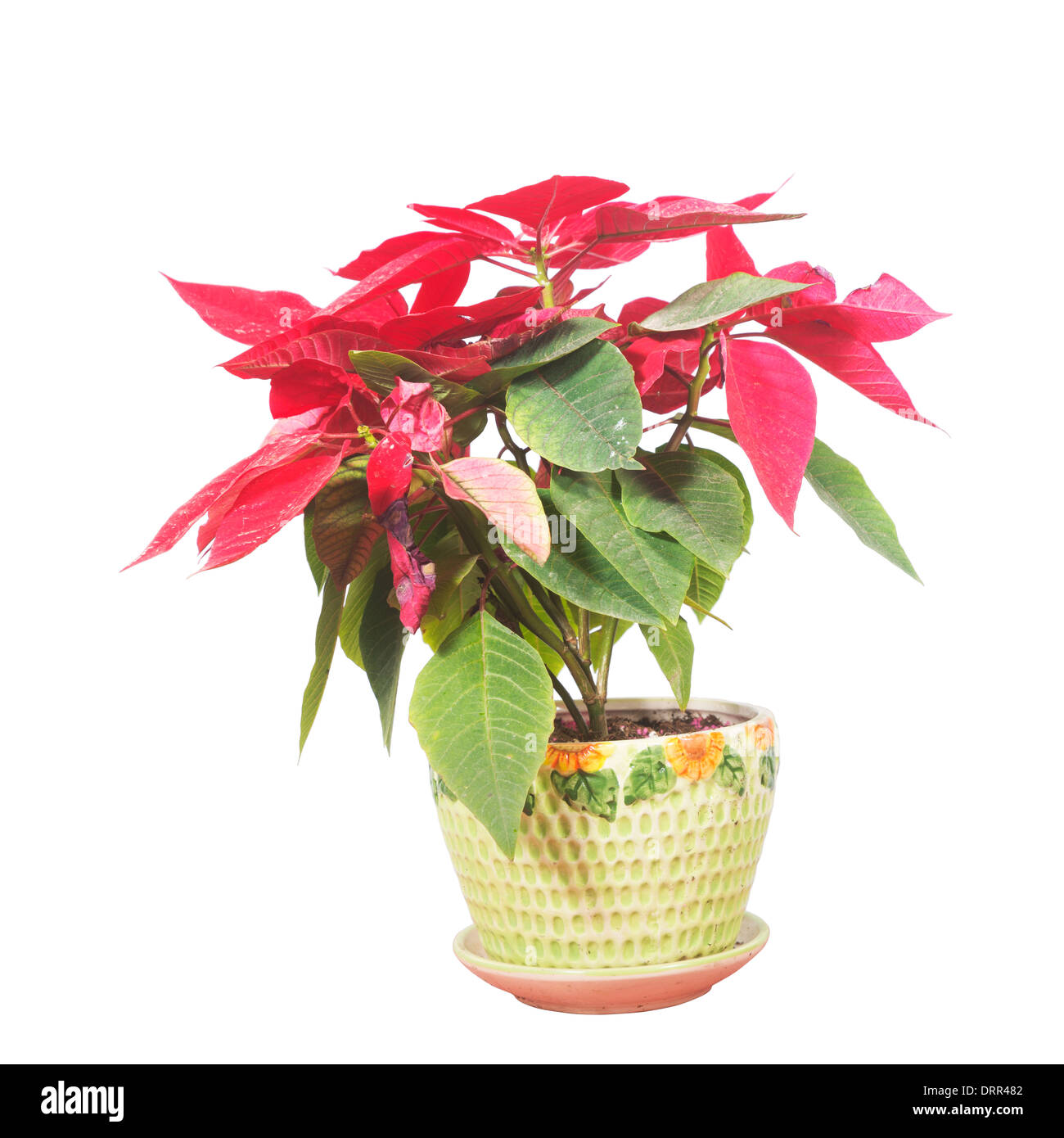 Piante in vaso isolato in bianco per lo sfondo Foto Stock