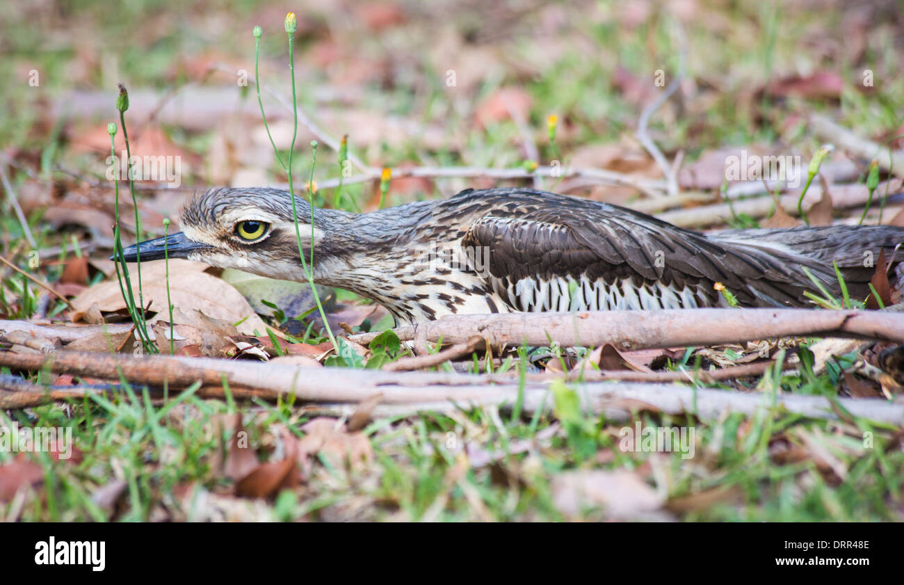 Mimetizzati Bush in pietra, curlew Burhinus grallarius, seduto su un nido, Queensland, Australia Foto Stock