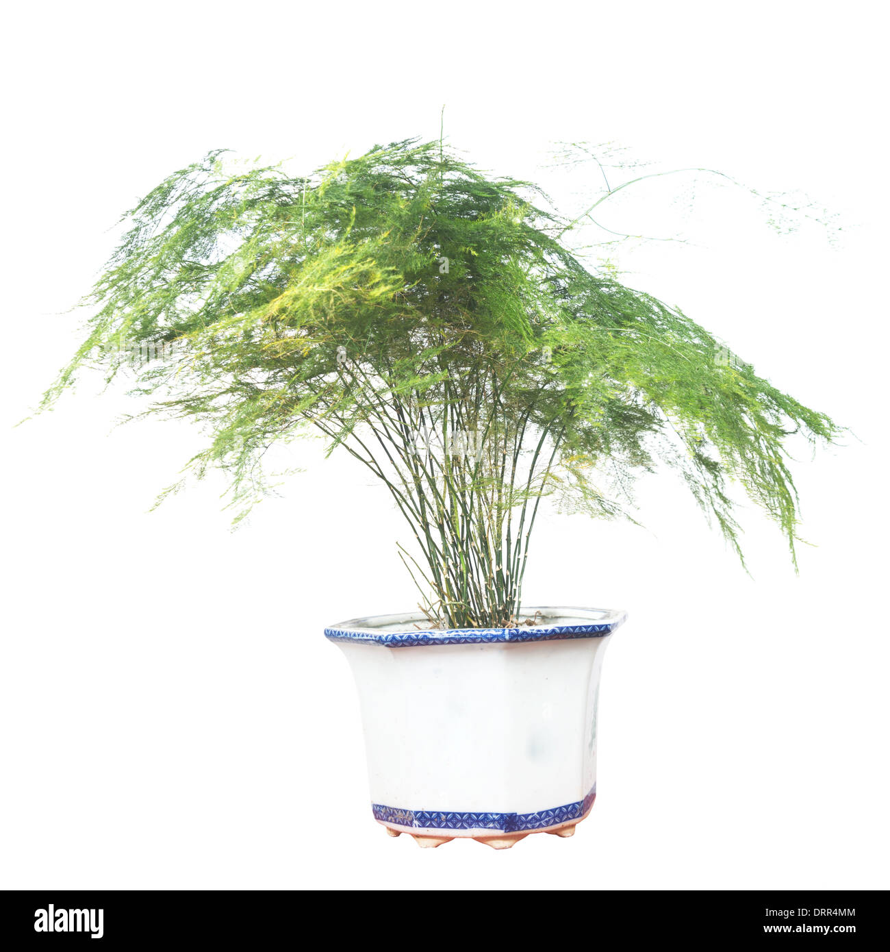 Piante in vaso isolato in bianco per lo sfondo Foto Stock