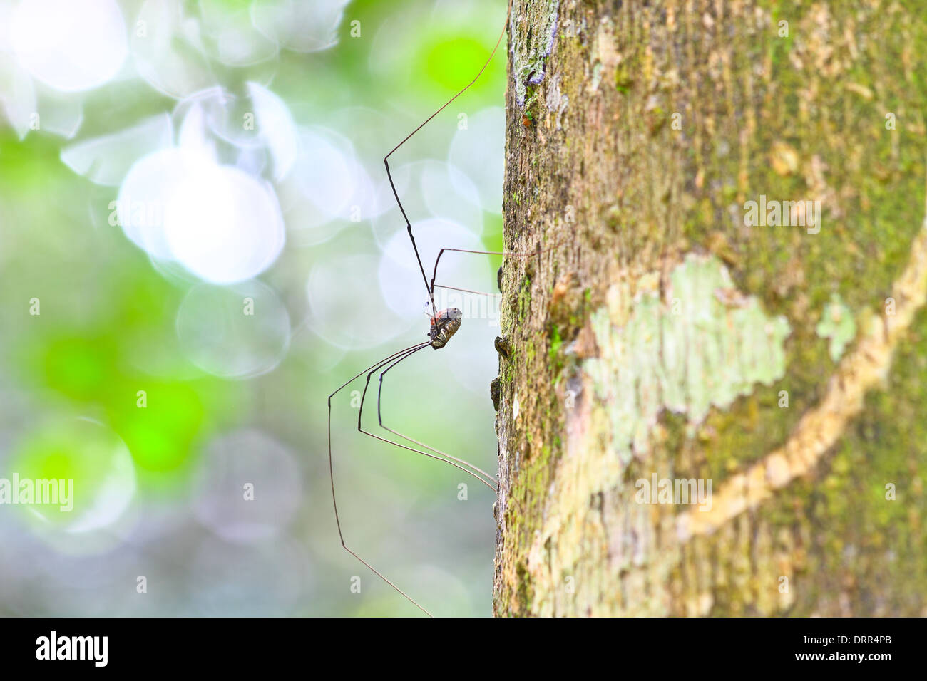 Harvestman spider o daddy longlegs close up su albero nella foresta Foto Stock