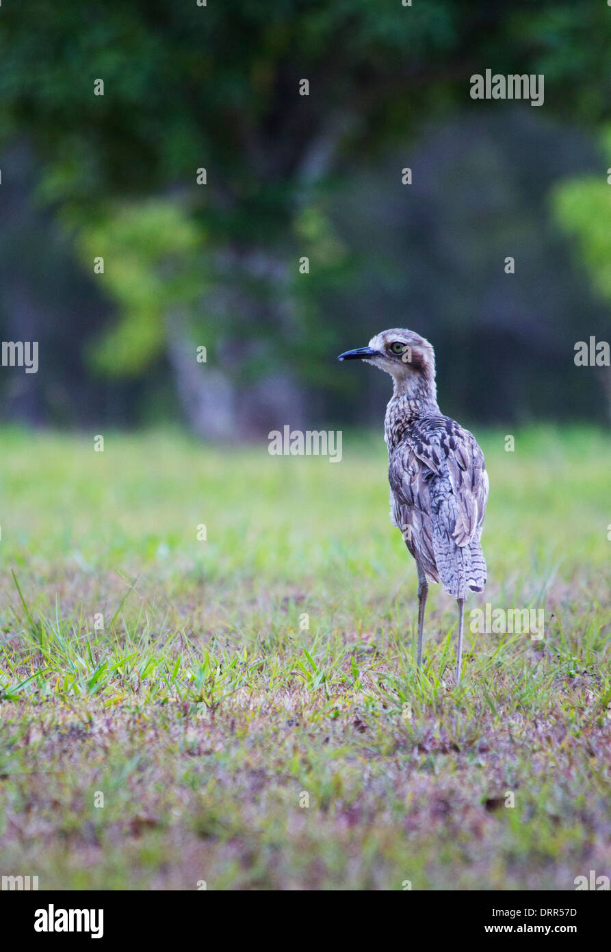Spessore boccola-ginocchio (Burhinus grallarius) noto anche come Bush pietra-curlew, vicino a Cairns, Queensland, Australia Foto Stock