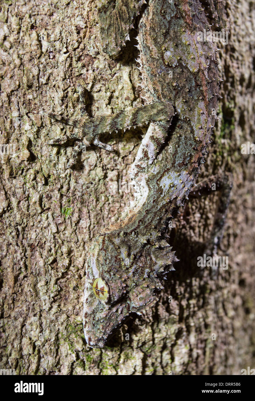 Foglia settentrionale Tailed Gecko (Phyllurus cornutus) sul tronco di un albero, Dinden National Park, Queensland, Australia Foto Stock