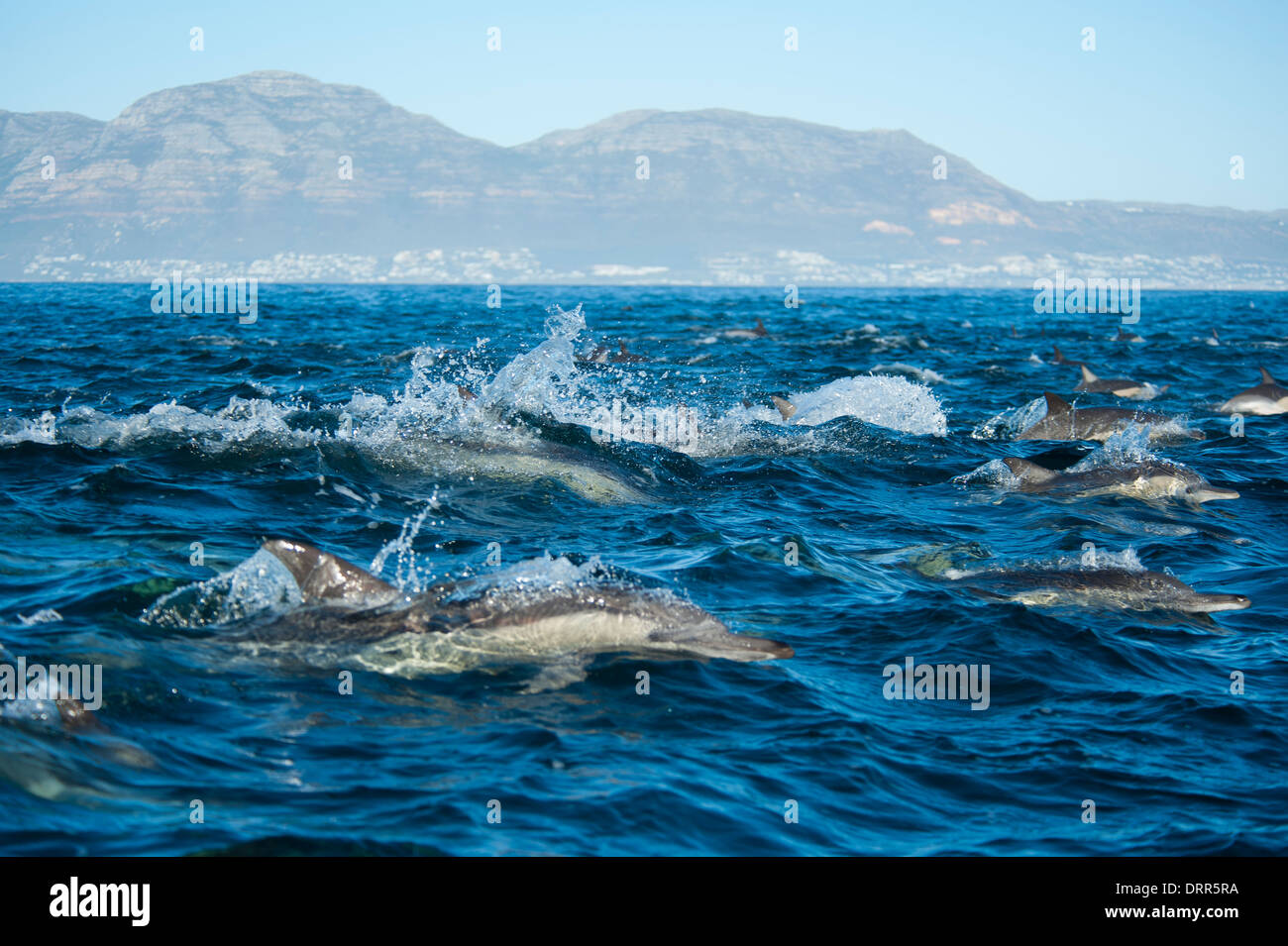 Paesaggio-, subacqueo-,- offshore, Wildlife Photographer con sede nei Paesi Bassi. Foto Stock