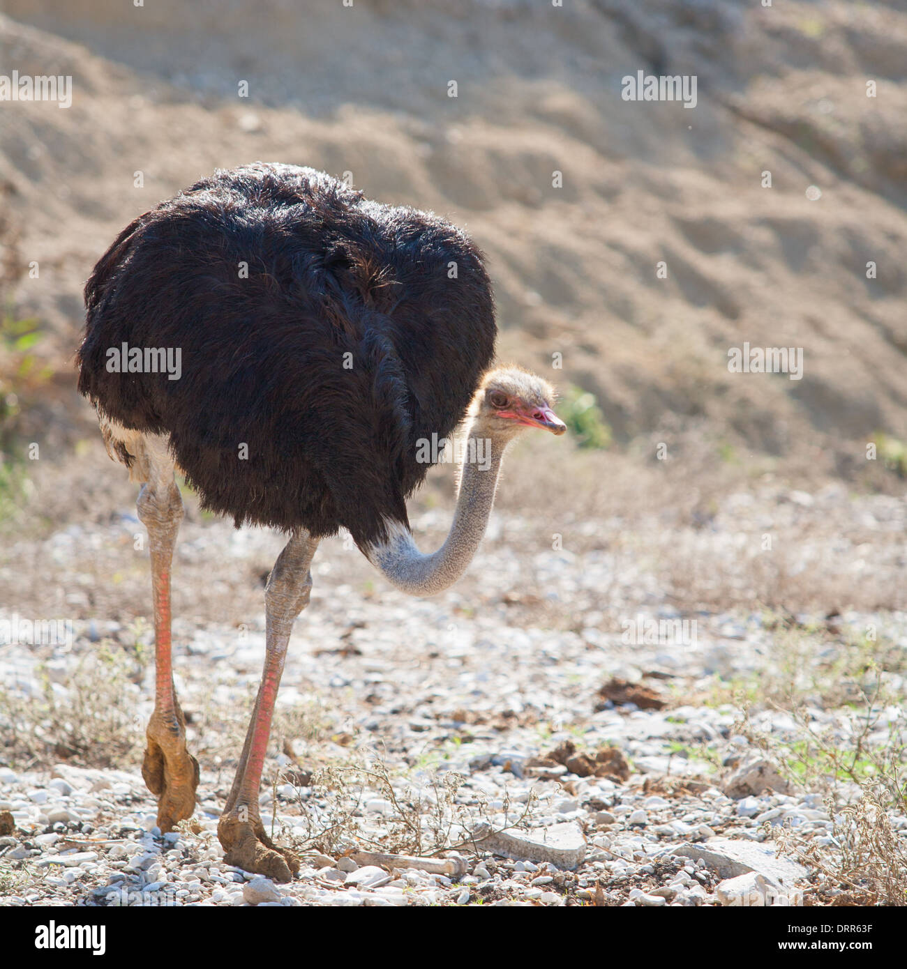 Uccello struzzo camminare con la testa e il collo verso il basso nel parco Foto Stock