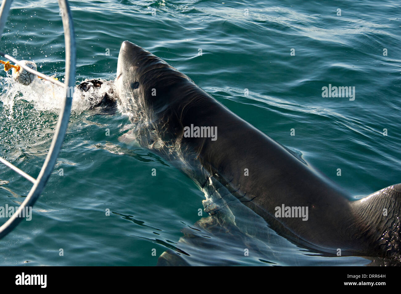 Paesaggio-, subacqueo-,- offshore, Wildlife Photographer con sede nei Paesi Bassi. Foto Stock