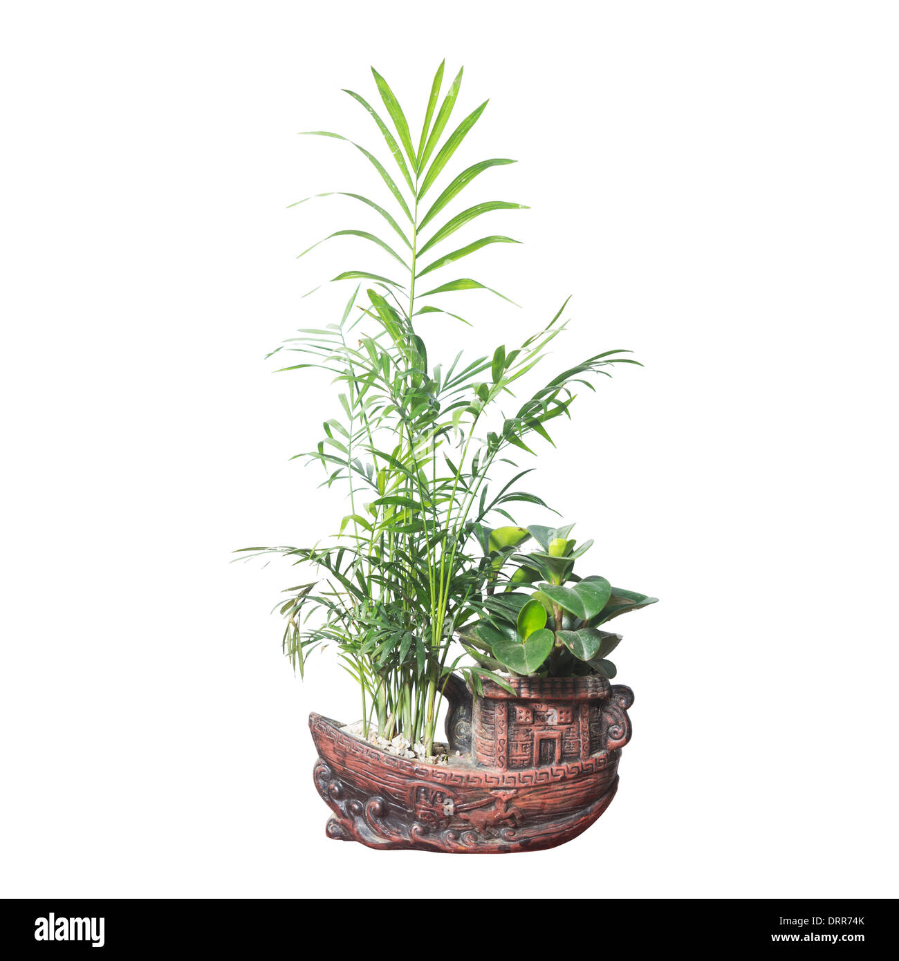 Piante in vaso isolato in bianco per lo sfondo Foto Stock