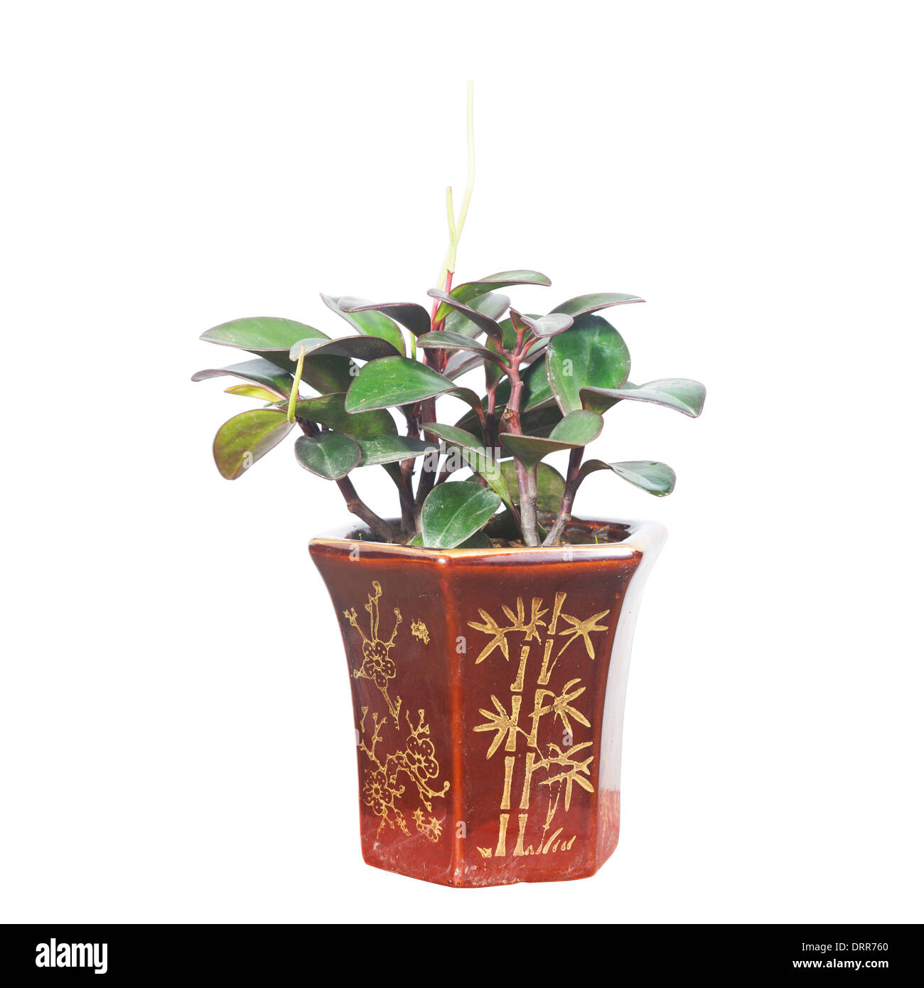 Piante in vaso isolato in bianco per lo sfondo Foto Stock