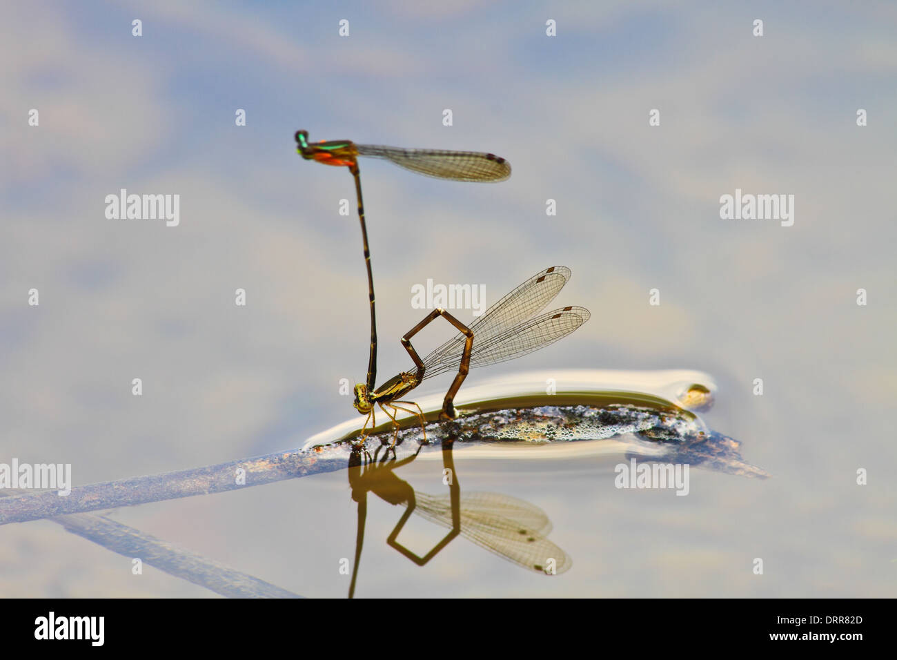 Accoppiamento allevamento damselflies sul ramo su fiume Foto Stock