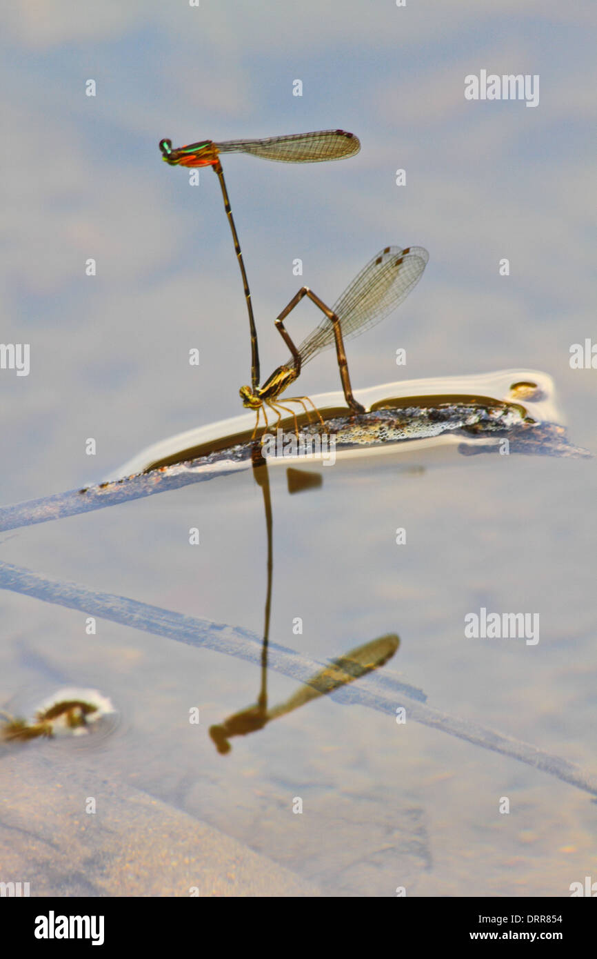 Accoppiamento allevamento damselflies sul ramo su fiume Foto Stock