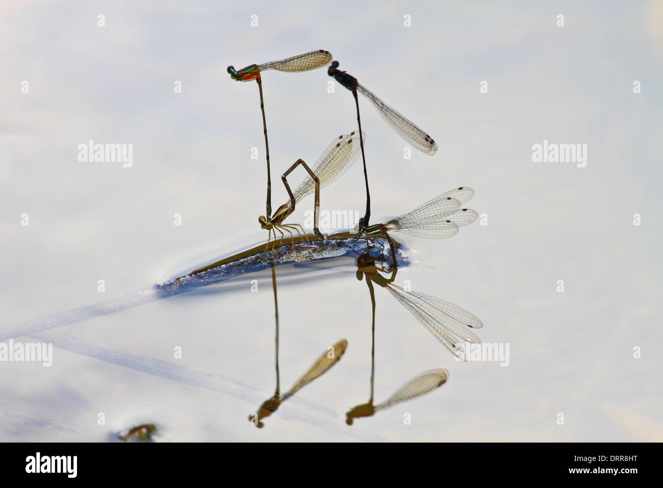 Accoppiamento allevamento damselflies sul ramo su fiume Foto Stock