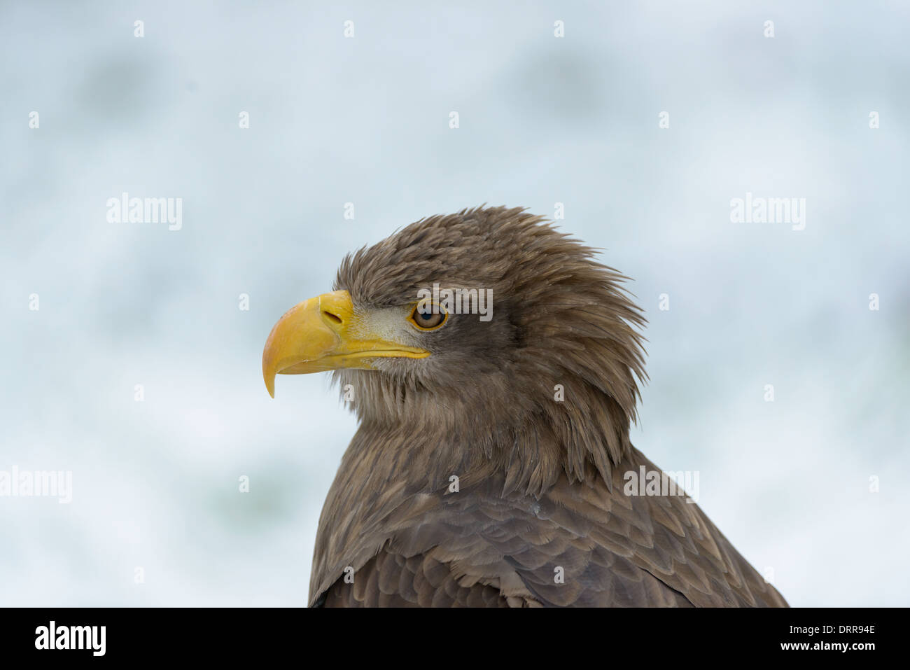 Seeadler, Haliaeetus albicilla, White Tailed eagle Foto Stock