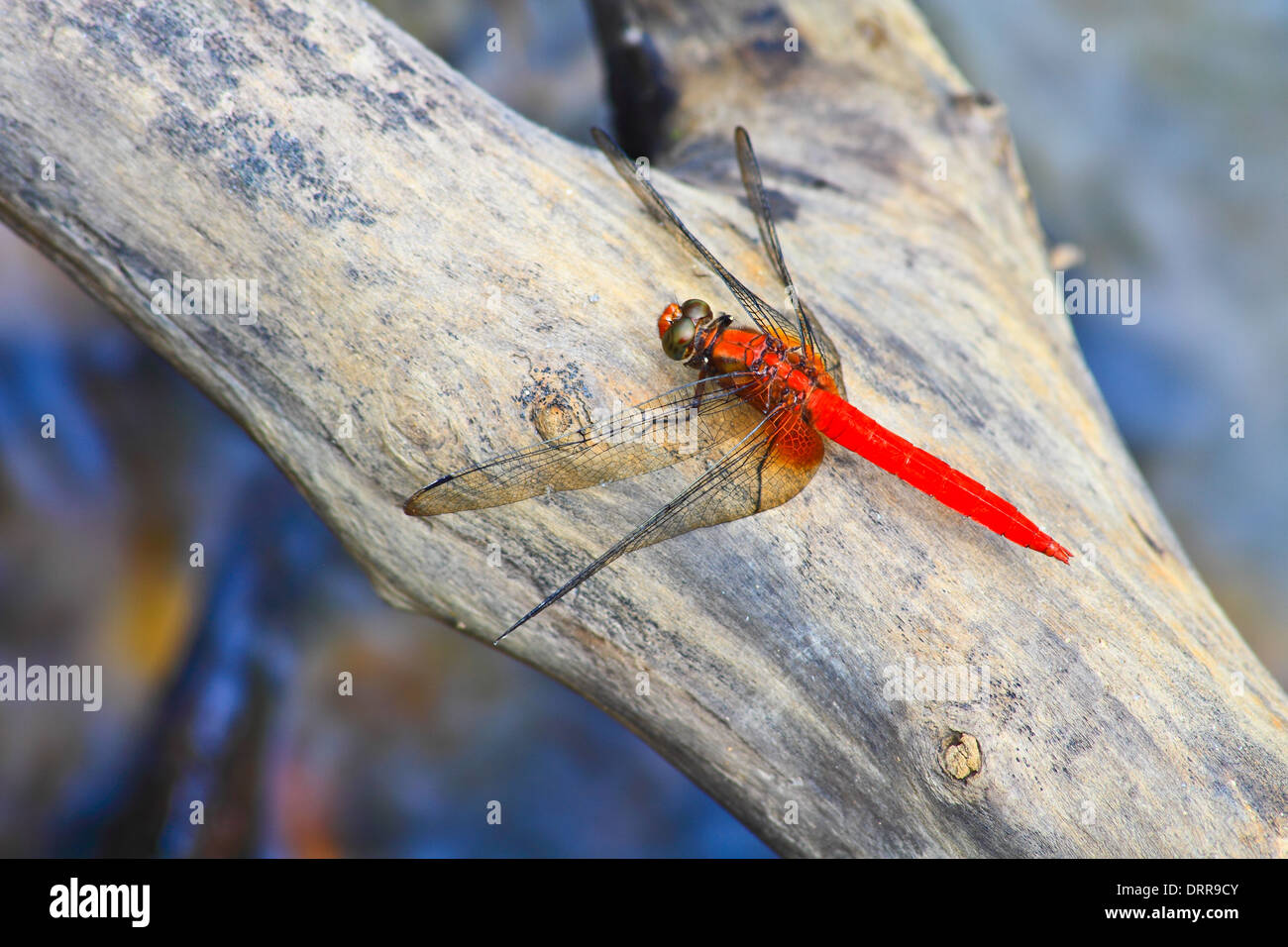 Libellula rossa sul ramo di albero nella natura selvaggia Foto Stock