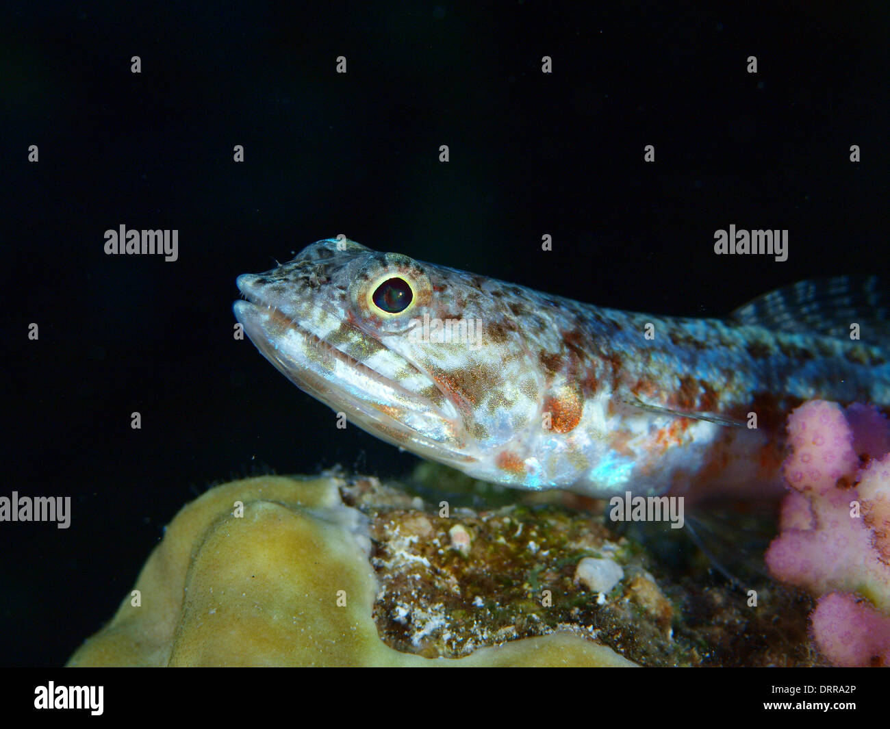 Pesce Lizzard ritratto Synodus variegatus Foto Stock