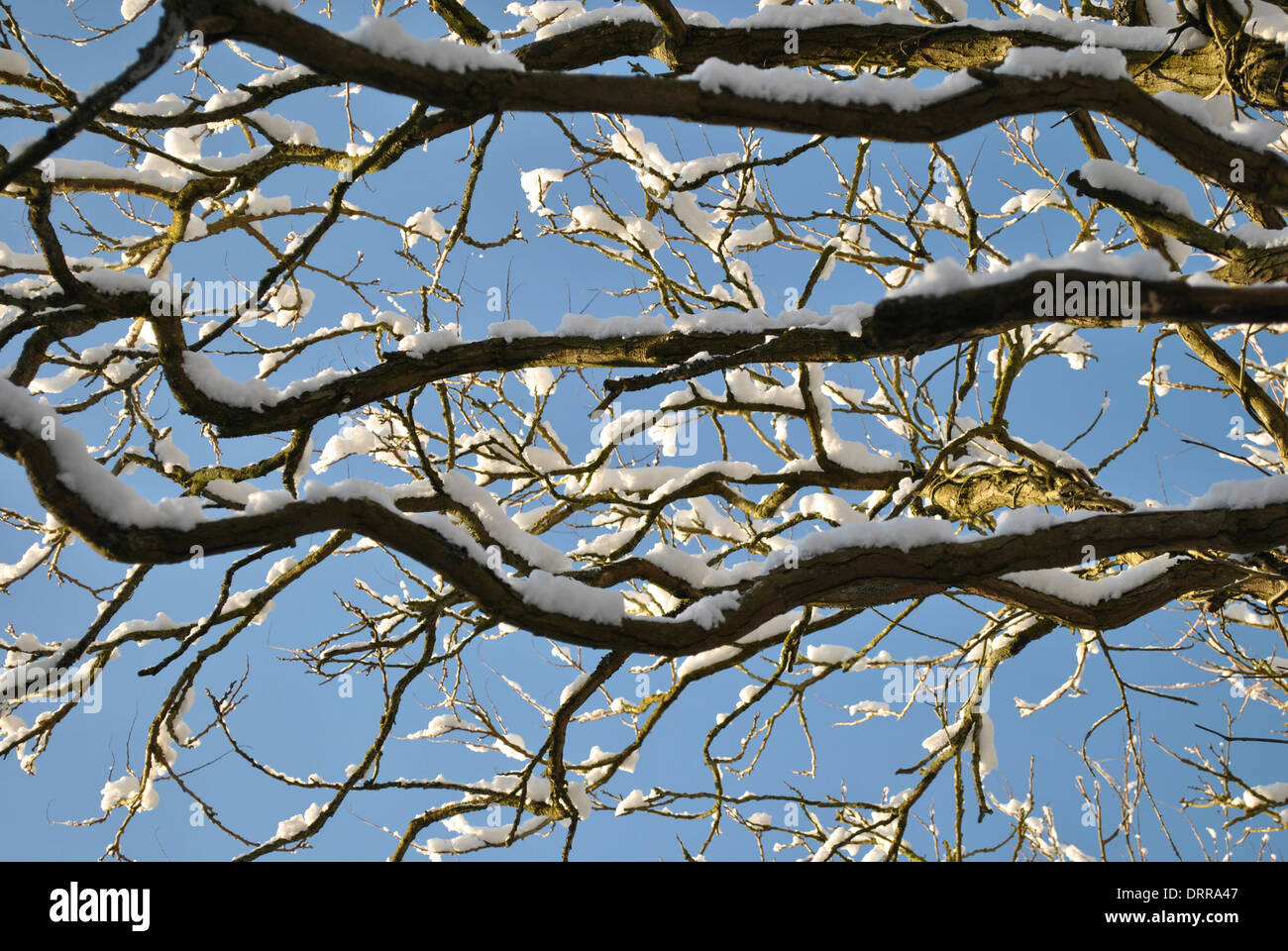 Albero innevato Foto Stock