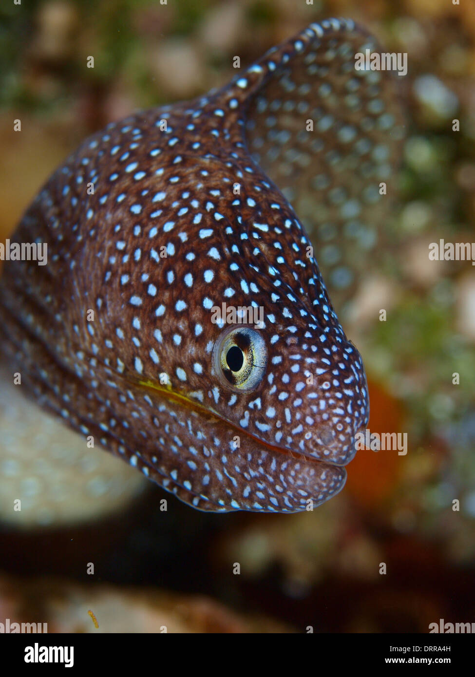 Una bocca giallo moray eel ritratto in Mar Rosso Foto Stock