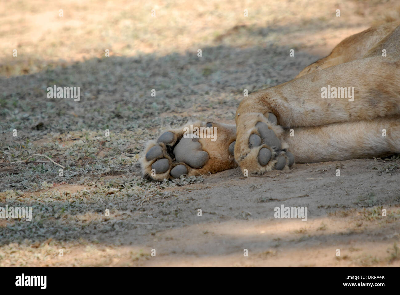 Lion (Panthera leo) zampa. Nota la doppia dentellatura sul lato posteriore del tampone di grandi dimensioni. Tutti i membri della famiglia cat hanno questo. Foto Stock