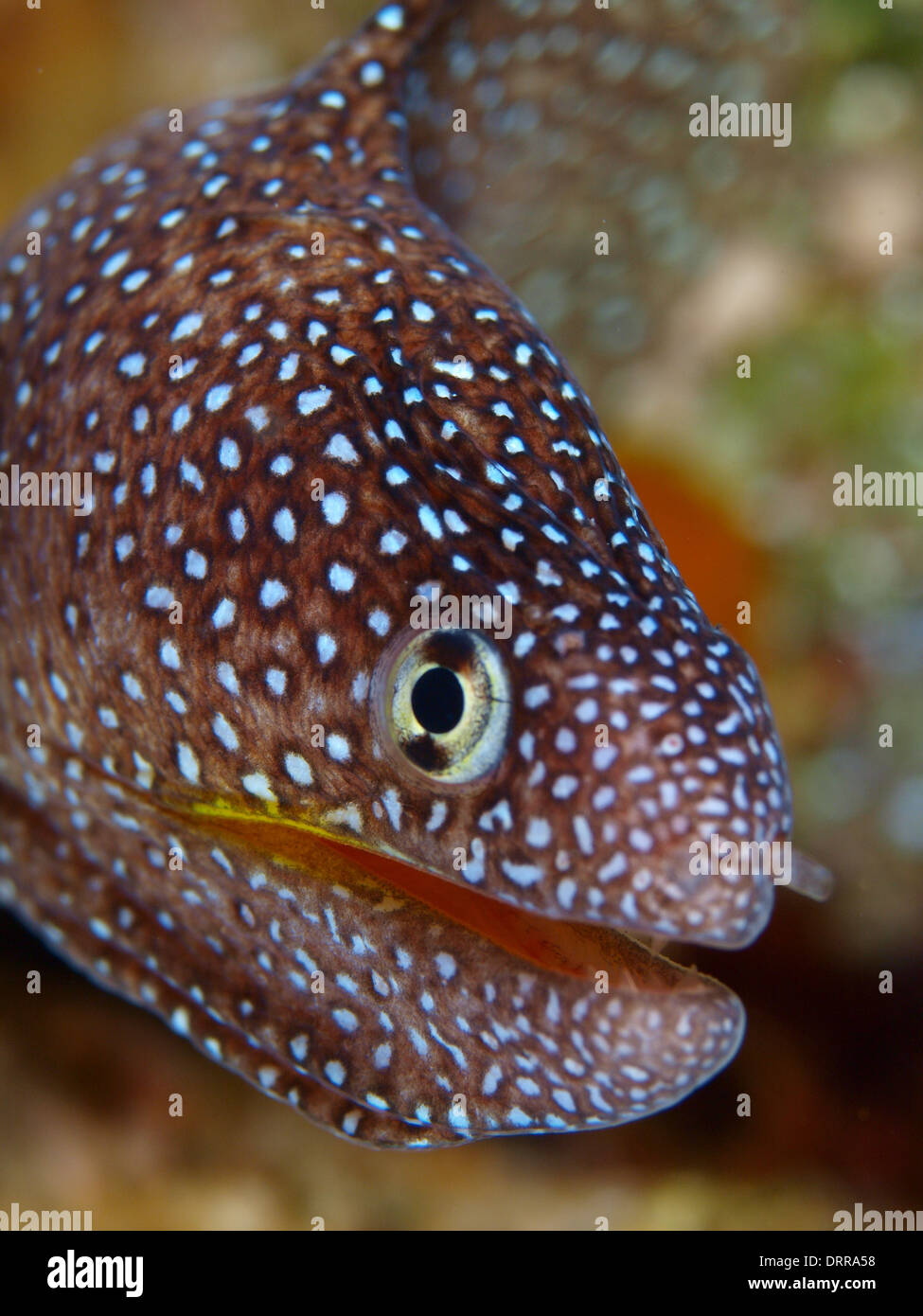 Una bocca giallo moray eel ritratto in Mar Rosso Foto Stock