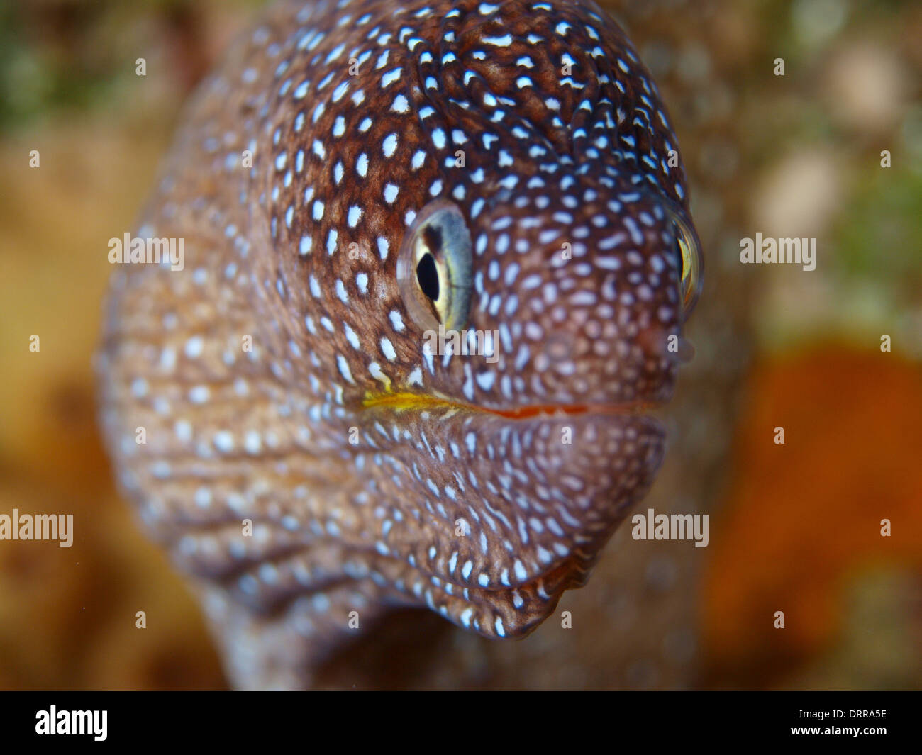 Una bocca giallo moray eel ritratto in Mar Rosso Foto Stock