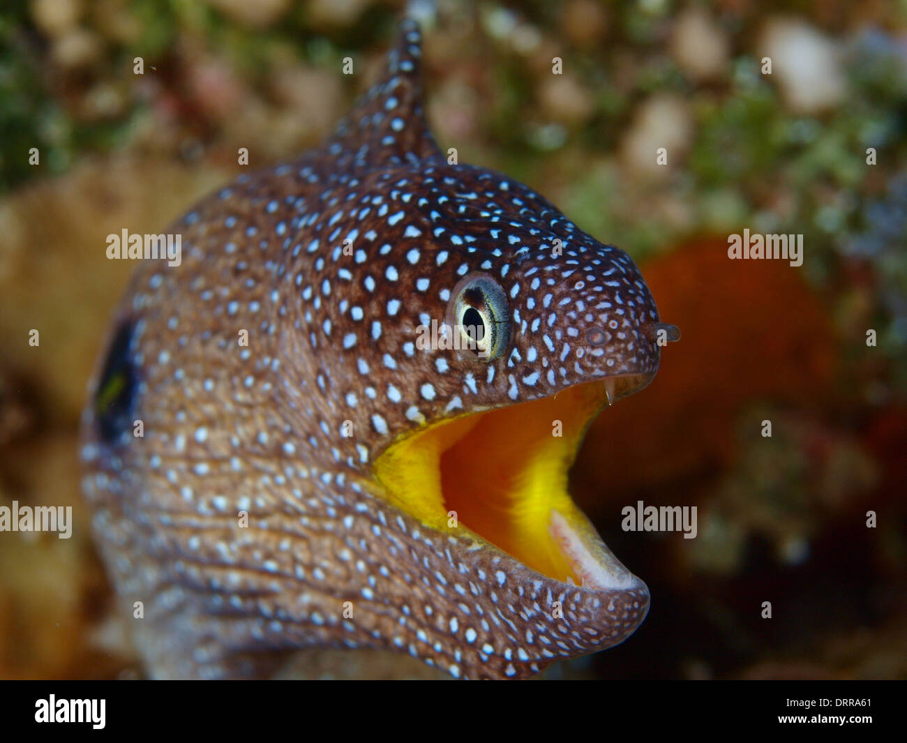 Una bocca giallo moray eel ritratto in Mar Rosso Foto Stock