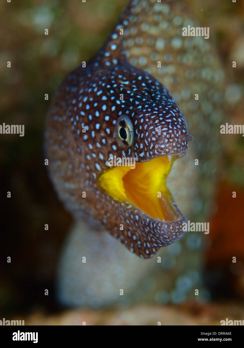 Una bocca giallo moray eel ritratto in Mar Rosso Foto Stock