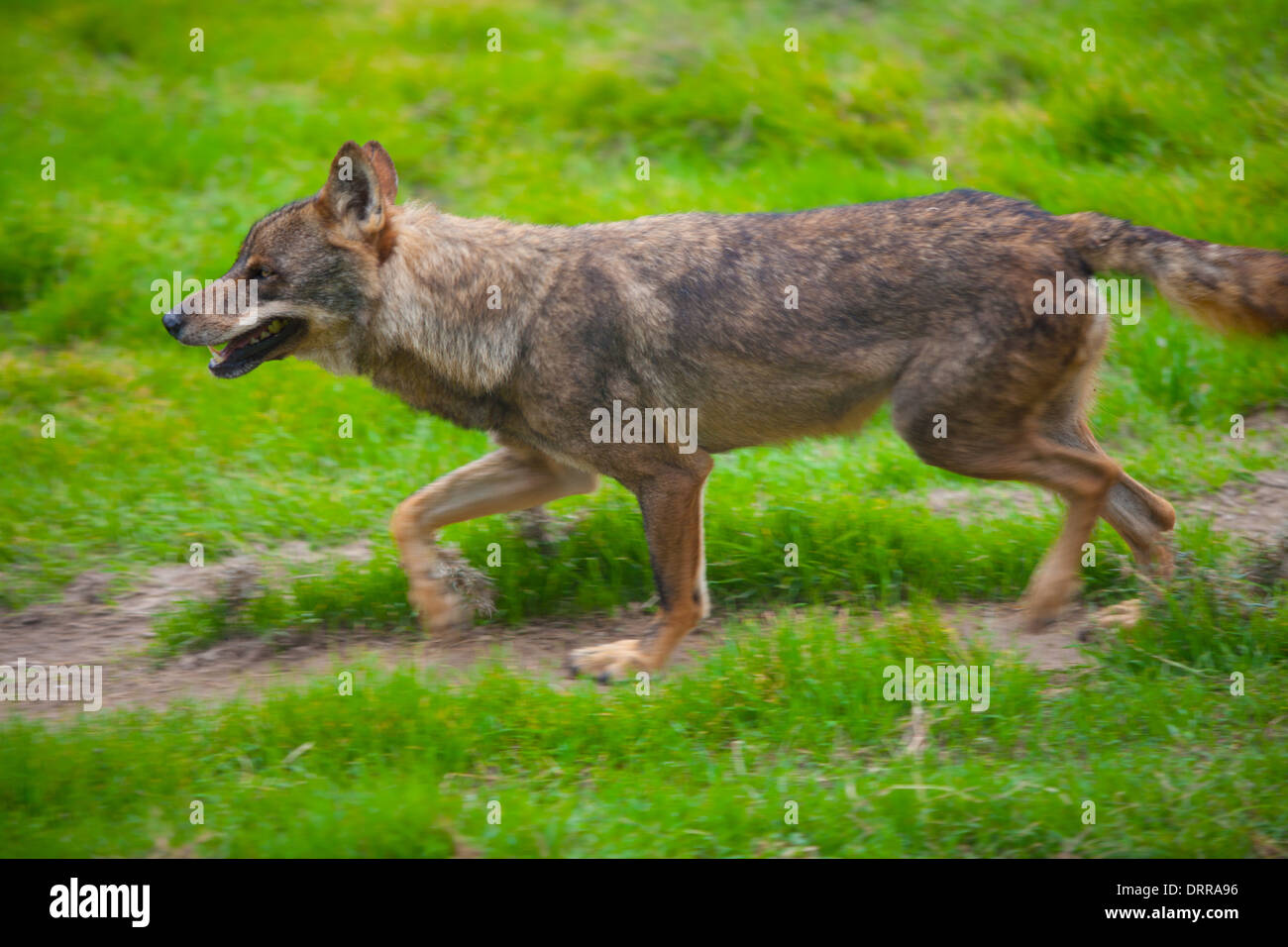 Lupo dalla Spagna in funzione motion blur su erba verde Foto Stock