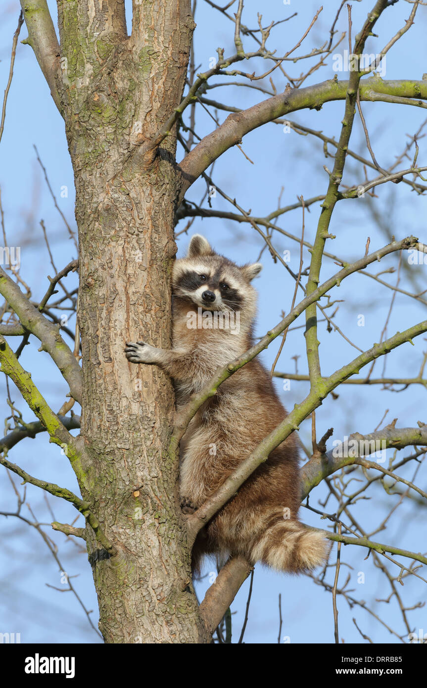 Waschbaer, Procione lotor, Raccoon Foto Stock