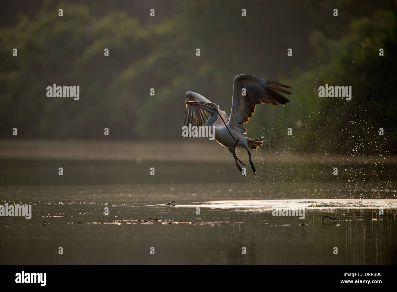 Spot-fatturati pelican portando off nest materiale dal Fiume Cauvery, Ranganathittu Bird Sanctuary, India Foto Stock