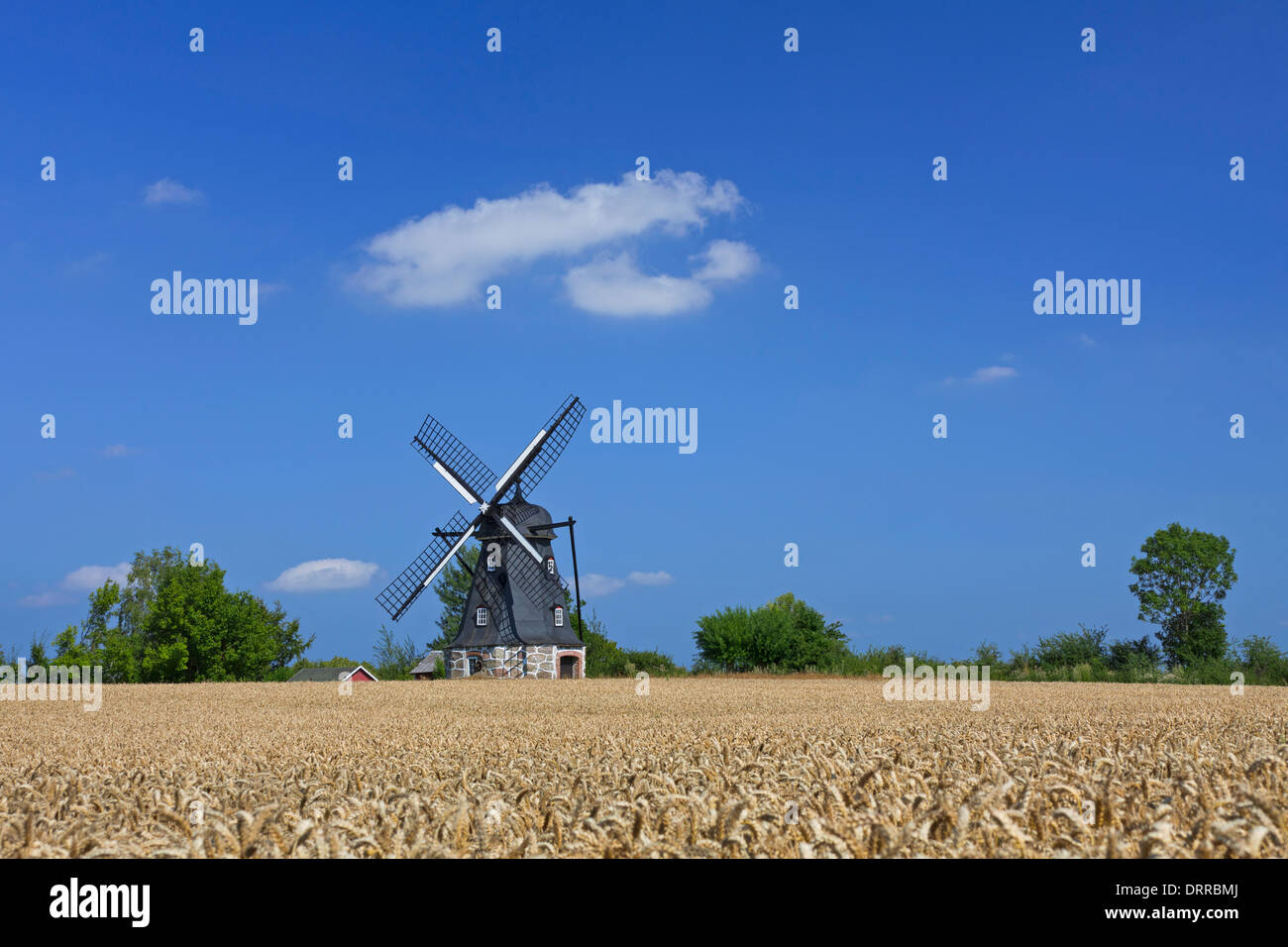 Mulino a vento tradizionale nel campo di grano a Vanstad, Skåne / Scania in Svezia e Scandinavia Foto Stock