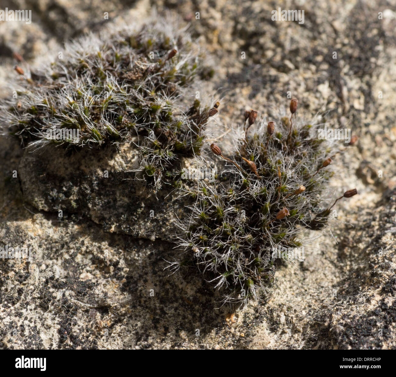 Il muschio cresce su una roccia Foto Stock