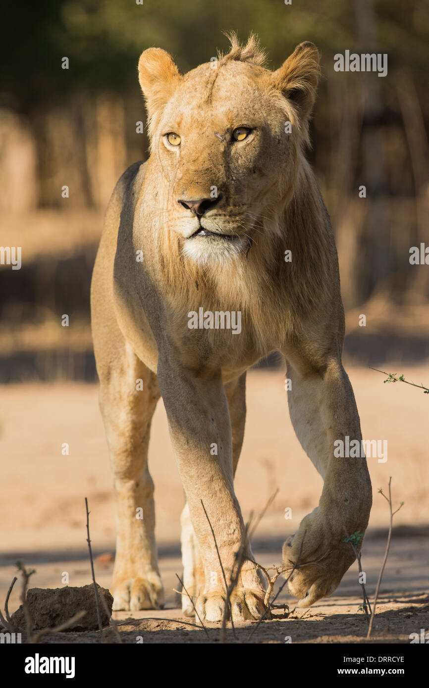 Giovane maschio Lion (Panthera leo) Passeggiate Foto Stock